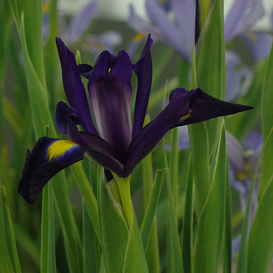 Purple Rock