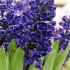 Blue Sapphire