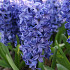 Blue Star