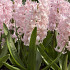 China Pink