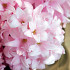 China Pink