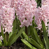 China Pink