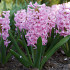 Pink Surprise ®