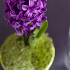 Purple Sensation