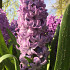 Purple Star ®