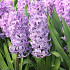 Purple Star ®