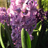 Purple Voice