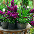 Purple Voice