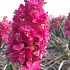 Red Diamond