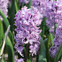 Spl.Cornelia