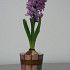 Spl.Cornelia