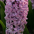 Spl.Cornelia