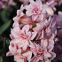 Spring Beauty