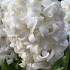 Top White ®