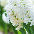 Top White ®