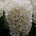 White Ideal