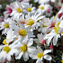 White Splendour