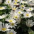 White Splendour