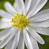 White Splendour