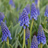 Blue Magic