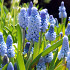 Azureum