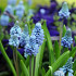 Azureum