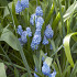 Azureum