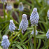 Baby's Breath