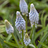 Baby's Breath