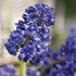 Blue Spike