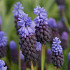 Latifolium