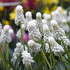 White Magic