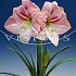 Apple Blossom