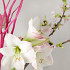 Apple Blossom