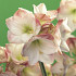 Apple Blossom