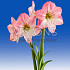 Blossom Grandise ®