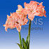 Flamingo Amadeus®