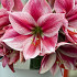 Gervase