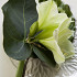 Green Magic (Magic Green)