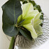Green Magic (Magic Green)