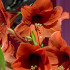 Orange Souvereign