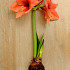 Orange Souvereign