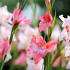 Charming Beauty®