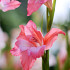 Charming Beauty®