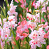Charming Beauty®