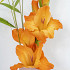 Prince of Orange