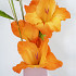 Prince of Orange