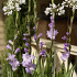 Purple Flora