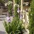 Purple Flora