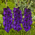Purple Flora